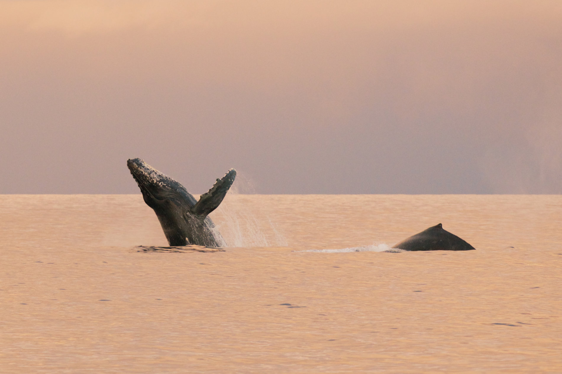 A whale breaches with a