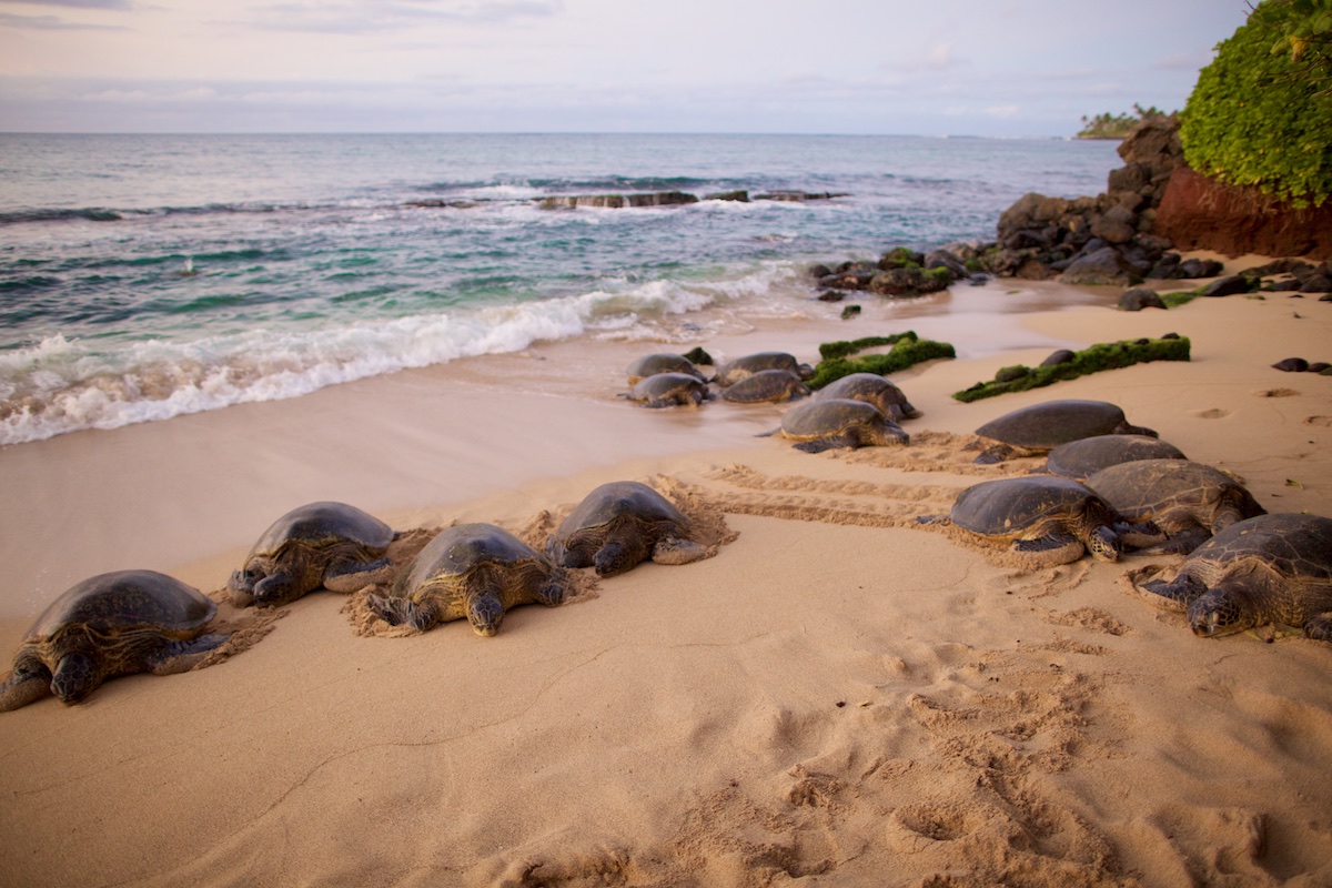 A reprieve from real estate numbers. Hawaii Green Sea Turtles rest on the beach along Maui's North Shore. 