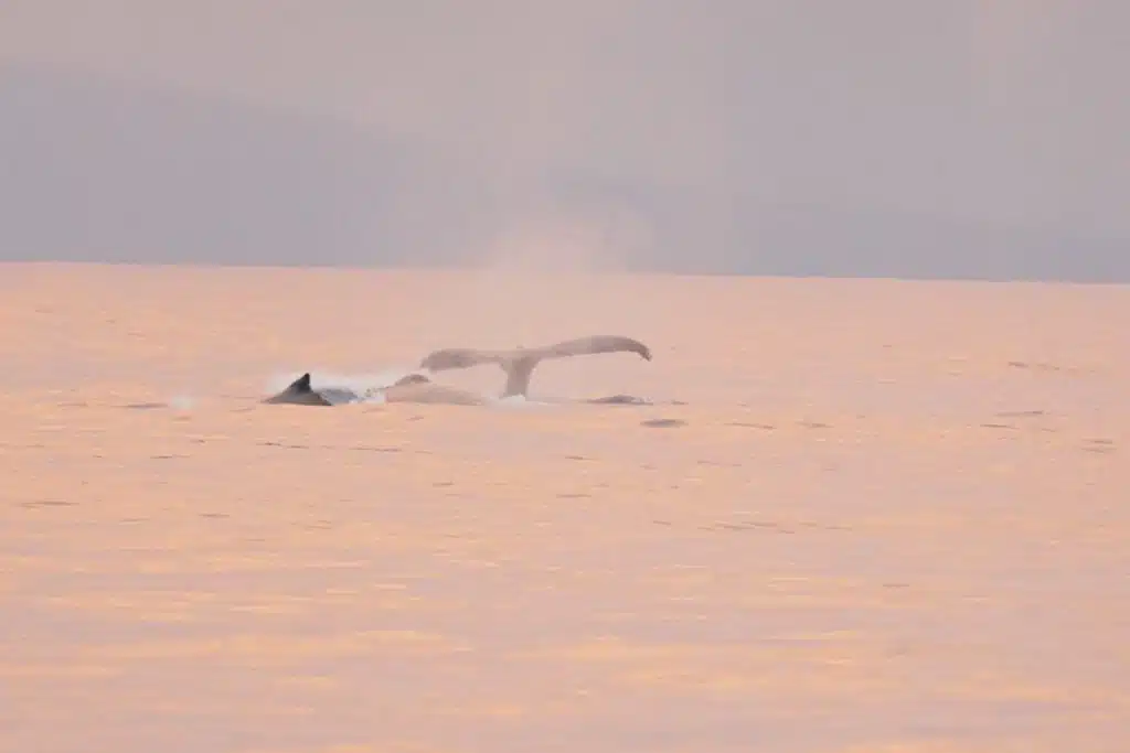 A whale tail visible above the water's surface at sunset, with a soft orange glow illuminating the sea.