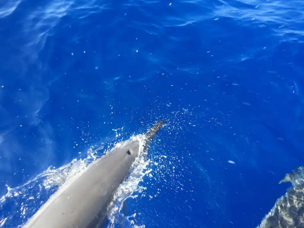 A dolphin swimming in clear blue ocean water, with its dorsal fin slightly visible above the surface, creating splashes as it moves.