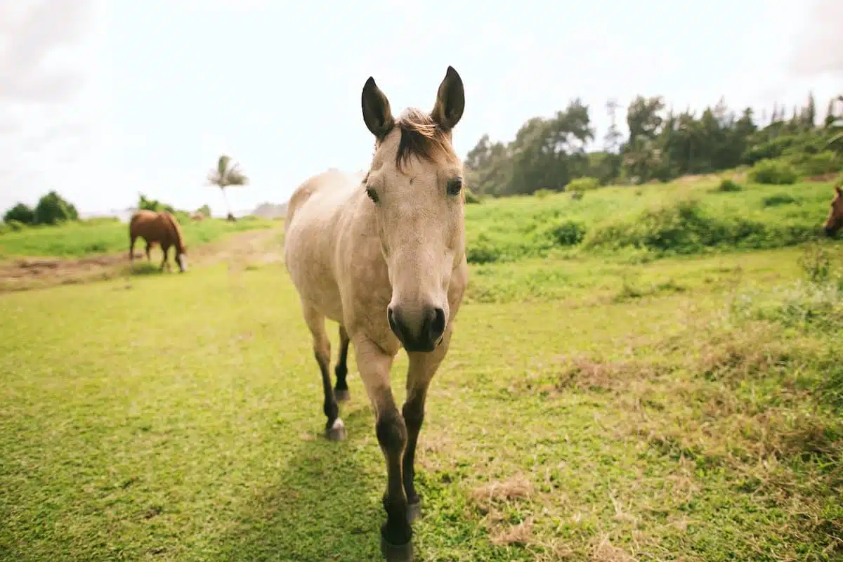 A light brown horse with dark mane and ears walking on a grassy field, with another horse and trees in the background under a partly cloudy sky.