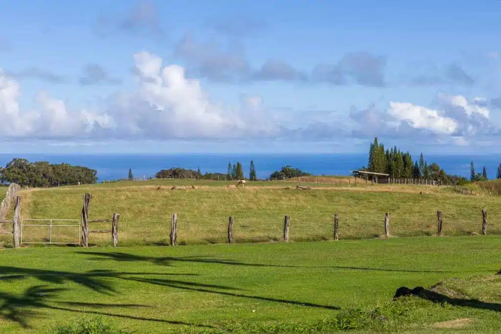 A wide view of a grassy field bordered by a wooden fence, with a few scattered sheep grazing. Beyond the field, there are tall trees and a distant view of the ocean under a partly cloudy sky.