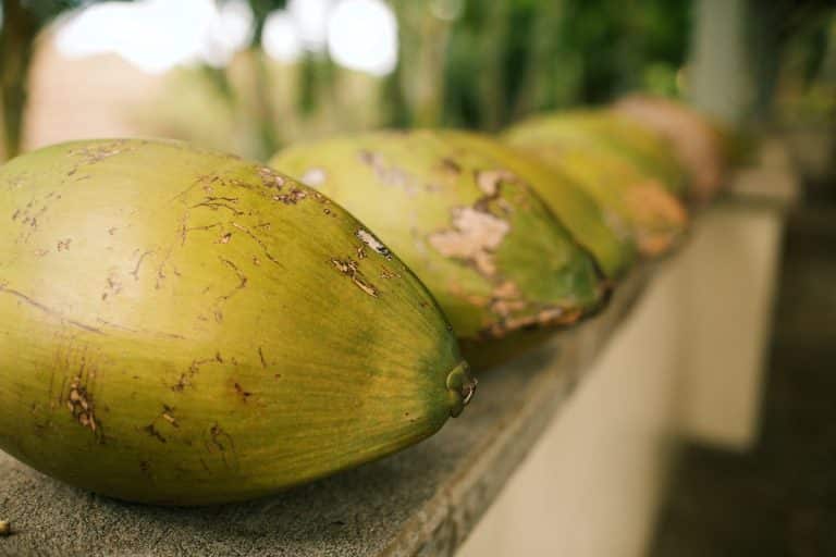 A row of unripe coconuts lined up on a concrete surface with blurred green foliage in the background.