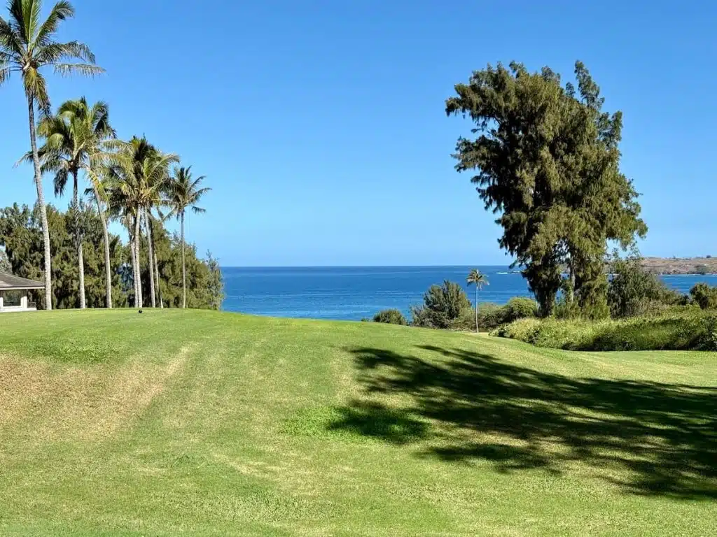 A grassy field with scattered palm trees overlooks a blue ocean under a clear sky.