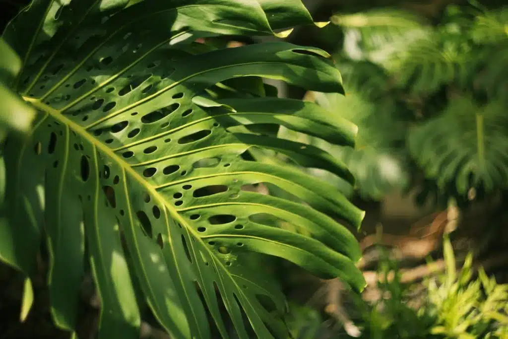 Close-up of a large green Monstera leaf with holes, bathed in sunlight, surrounded by other similar leaves.