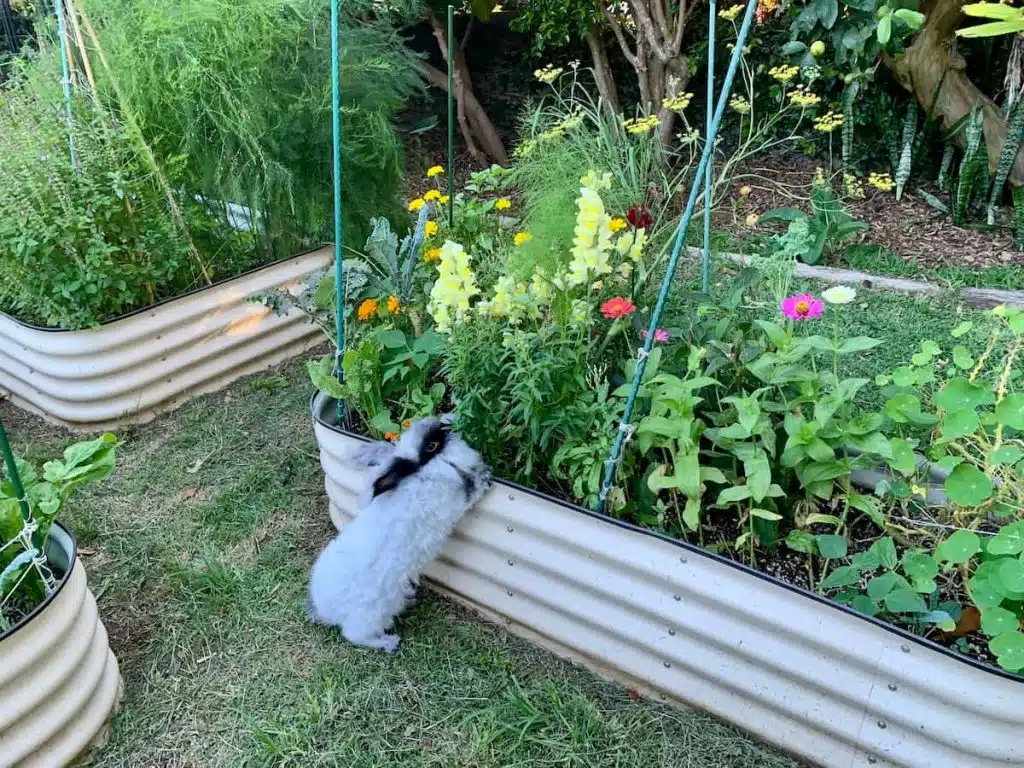 A fluffy rabbit standing on its hind legs, nibbling plants in a raised garden bed filled with colorful flowers and green foliage.