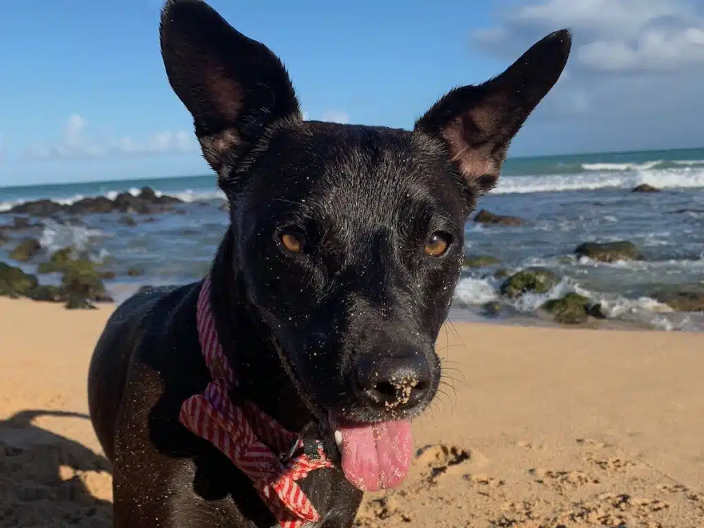 A black dog with a pink tongue sticking out, wearing a red striped bandana, stands on a sandy beach with ocean waves and rocky shoreline in the background.