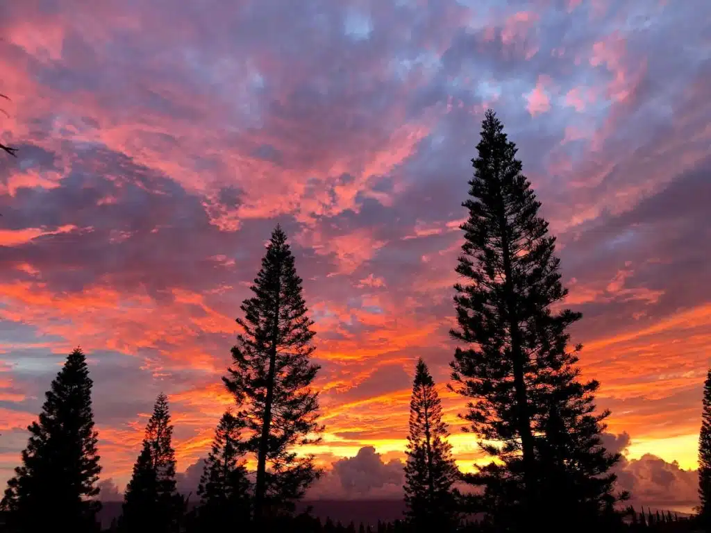 Silhouettes of tall trees against a vibrant sunset sky with hues of orange, pink, and purple clouds.