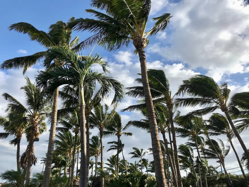 Tall palm trees sway in the wind under a partly cloudy sky.