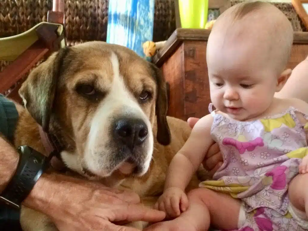 A large brown and white dog sitting next to a baby in a floral dress, with an adult's hand gently holding the dog's paw.
