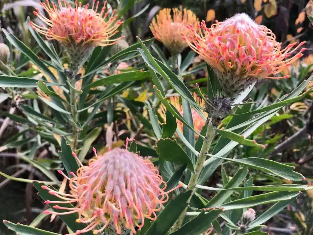Close-up of flowering protea plants with pink and orange hues and narrow green leaves in a garden setting.