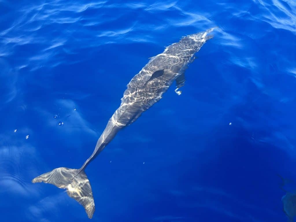 A dolphin swimming under clear, bright blue ocean water, with sunlight reflecting off its body and tail fin visible.