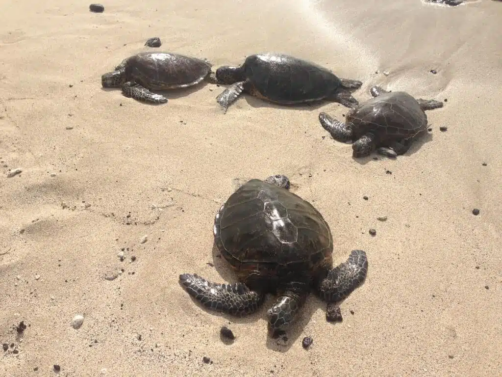 Four sea turtles resting on a sandy beach near the water's edge.