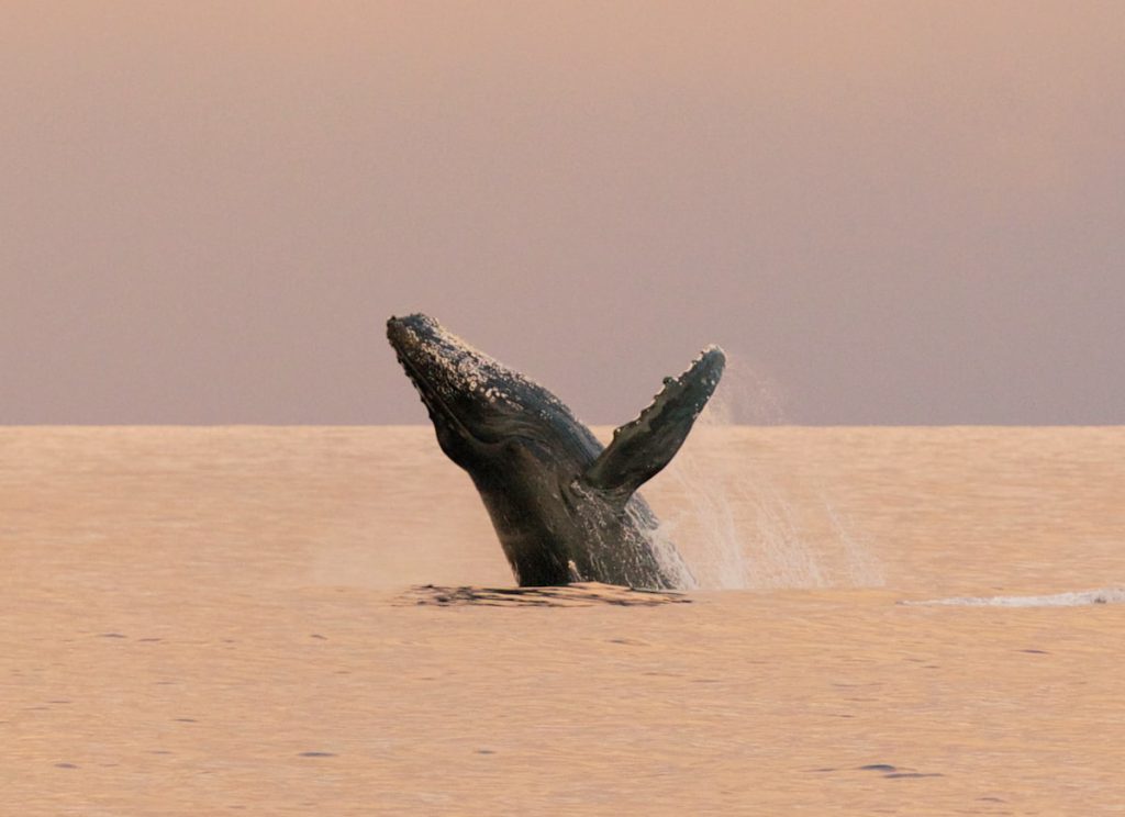 whale breach maui activities