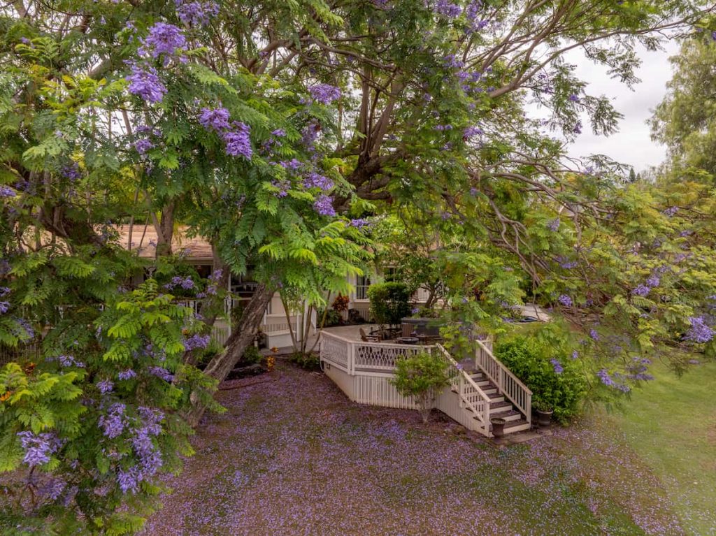 Jacaranda blooming in the spring is the featured image for the Maui Real Estate Market Update Q2 2025 Vol. 1