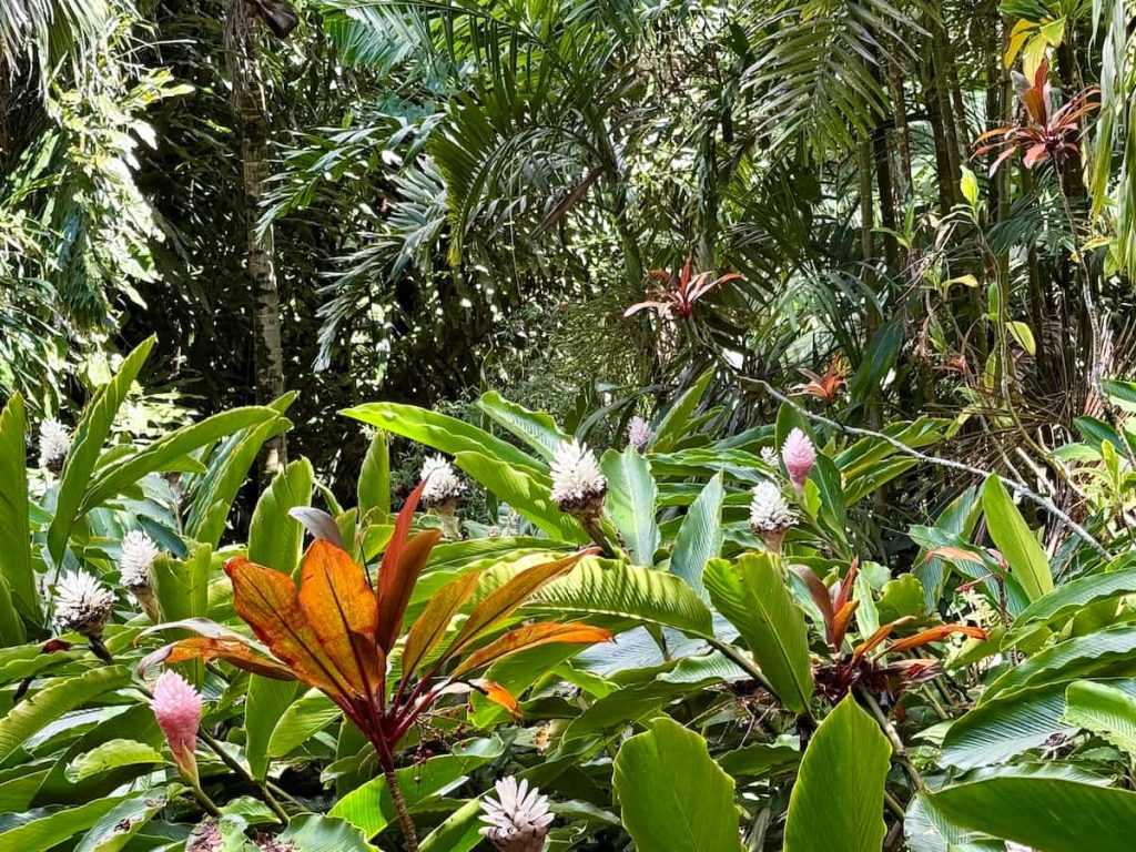 The increased precipitation in Haiku supports lush vegetation.