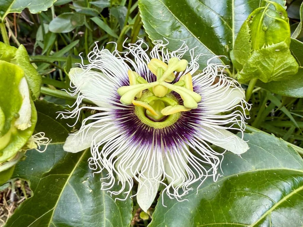 A  Lilikoi Flower in Bloom