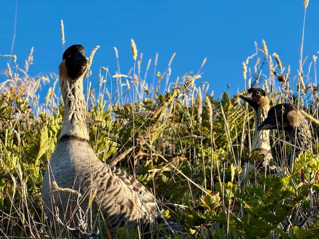 Maui Real Estate Market Update Q3 2025 Vol. 1 2