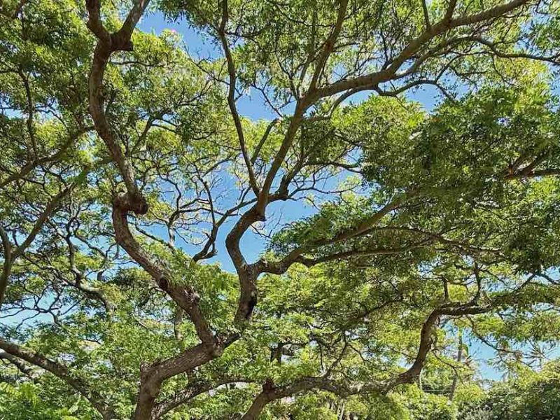 The cover photo for the July 2025 Maui Statistics and Market Update shows the canopy of a monkey pod tree. A series of long limbs covered with green leaves with a blue sky backdrop