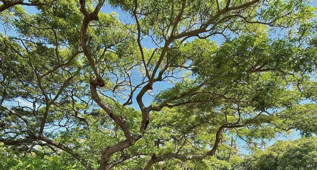 The cover photo for the July 2025 Maui Statistics and Market Update shows the canopy of a monkey pod tree. A series of long limbs covered with green leaves with a blue sky backdrop