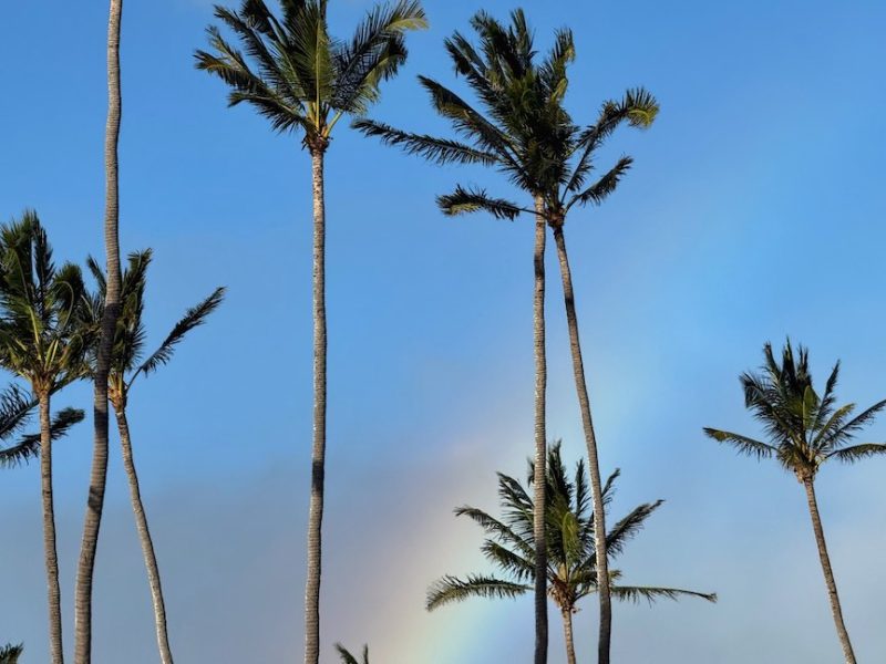 The June 20256 Maui Statistics and Market Update Cover photo is a Tall coconut palm trees sway in the trade winds with a faint rainbow in the background.