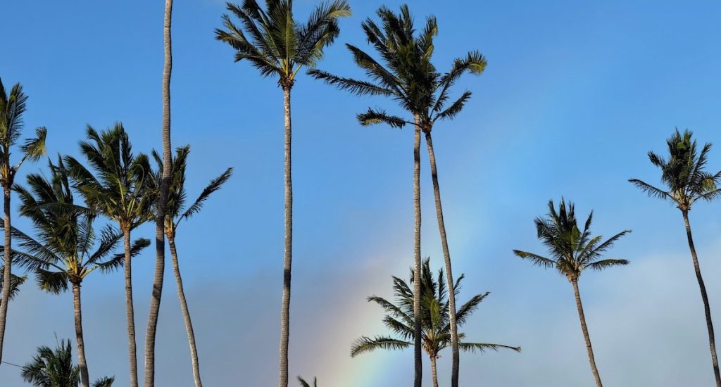 The June 20256 Maui Statistics and Market Update Cover photo is a Tall coconut palm trees sway in the trade winds with a faint rainbow in the background.