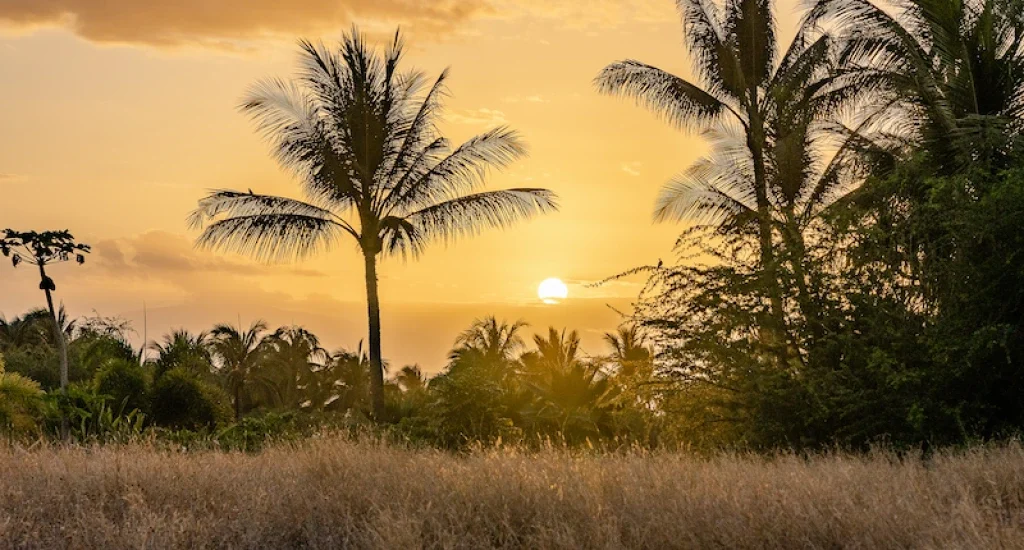 Maui Real Estate MArket Update Cover Image